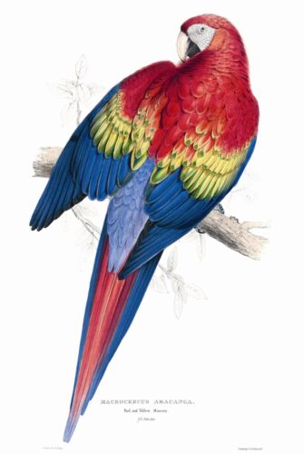 John Gould Native Animals Birds print parrot painting Vintage Old Australia art