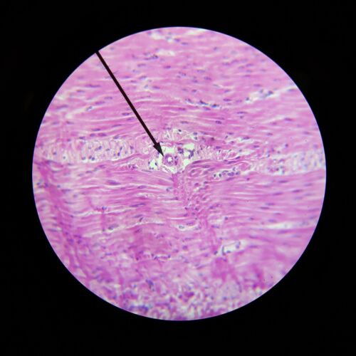 Vintage Microscope Slide Wards Pyloric Stomach Mammal Sec 93 W 4518 015