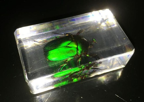 green beetle square vogue paperweight gift