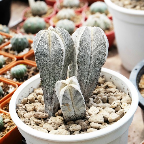 Cactus House,RARE Plant,Unique Pot,Container,Astrophytum Coahuilense,100mm,4inch
