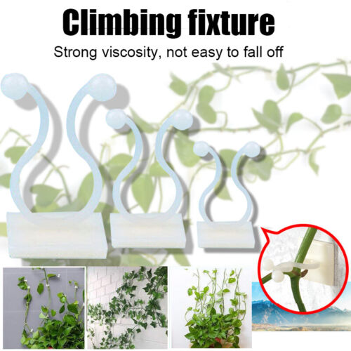 10/20/50Pc Invisible Wall Vines Fixture Wall Sticky Hook Vines Fixing Clips 