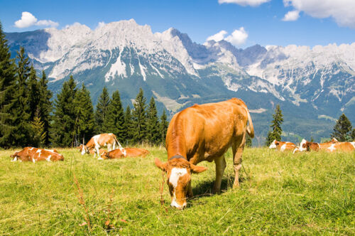 Fotomural de vacas Alpes montañas Prado-kleistertapete o autoadhesivo papel pintado 