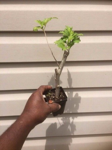 BLUE MARLIN HIBISCUS 5 TO 8 INCHES, Live Plant
