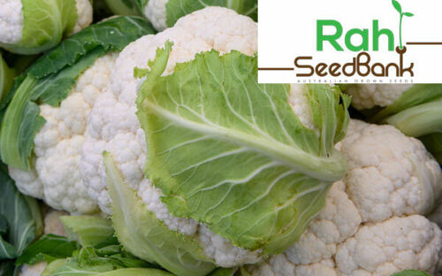 Cauliflower Snowball Y Improved 1,000 SEEDS GROW Your Own it’s Easy & Satisfying 