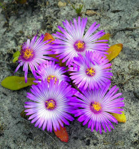 Dorotheanthus ANNUAL FLOWER LIVINGSTONE DAISY MESEMBRYANTHEMUM MIX 1700 seeds
