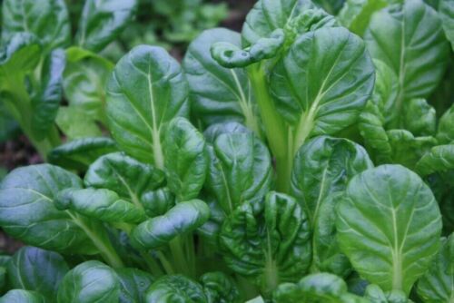 500 Tatsoi Seeds Green Asian Mustard Heirloom Tender High Vitamins Spinach