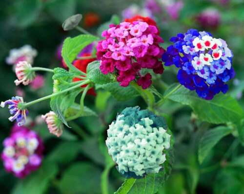 Made in USA Ships from 50+ Flower Seeds to Plant Liliya's Mix Lantana Seeds 