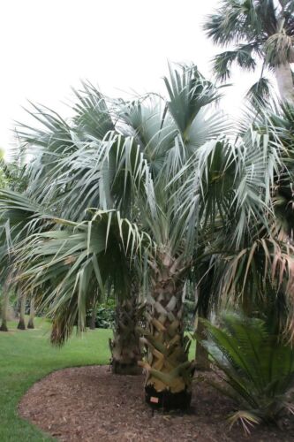Details about  &nbsp;25 Seeds Sabal maritima, Bull Thatch Palm, Big and Cold Hardy to 8b!