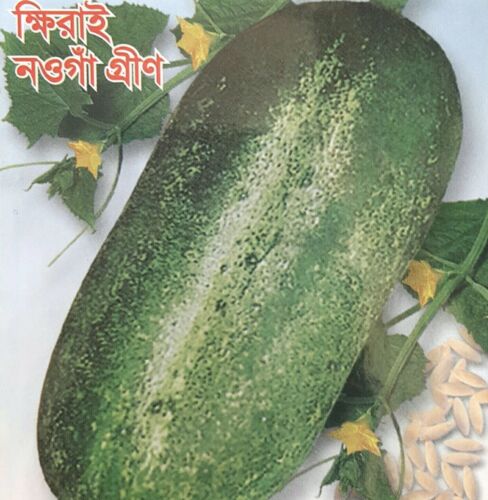 Short Cucumber// Khira// খিরা। 100/% Organic 8Seeds Bangladeshi Seeds