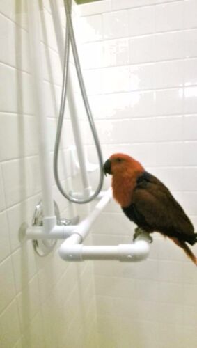 Medium Shower \ Bath Perch Stand,Conure Amazon Parrots **FREE SHIPPING Gray