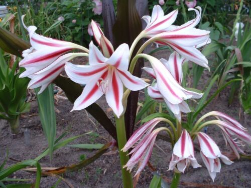 Crinum Lily NEW small-size bulb Scabrum /'Red Rocket/'