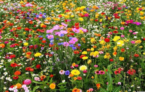 Easy Grow Variety Sizes All Perennial Wildflower Mix 15 Species Flowers
