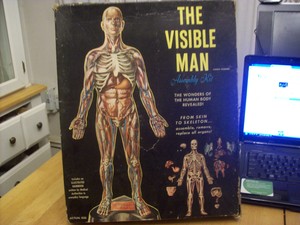 visible man renwal 1959 anatomy plastic kit