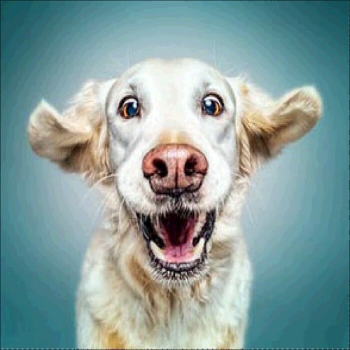 Funny Dog Full Drill DIY 5D Diamond Painting Embroidery Cross Stitch Kits Decor