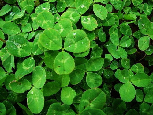 200Pcs Clover Seeds Lucky Trifolium Alpestre White Rare plants in Home Garden