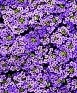 Alyssum Seeds Wonderland Blue Ground Cover 2,000 BULK SEEDS