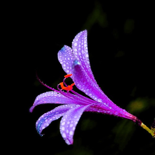 2Pcs Purple maryllis Bulbs Bonsai Flowers Home Garden Bulbs Easy t