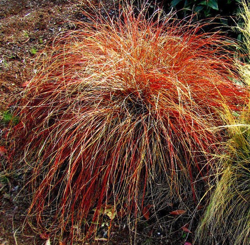 PERENNIAL 109 SEEDS* CAREX FLAGELLIFERA,ORNAMENTAL GRASS WEEPING BRONZE SEDGE