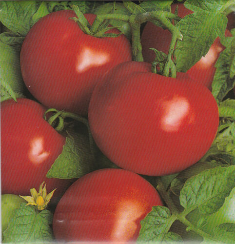 Tomato Tamina outdoor locations of finest taste early approx 60 Grain/Seeds