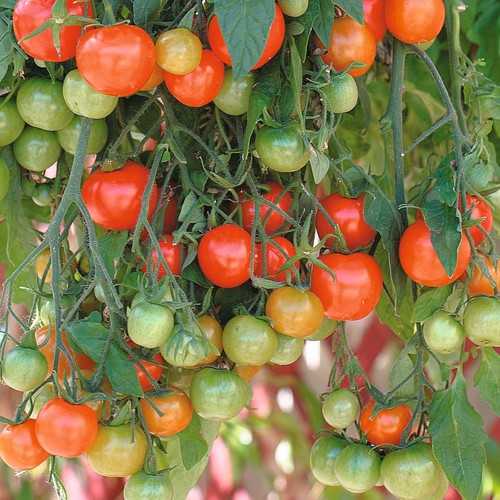 0.3 g Graines de TOMATE Rotkappchen Compact Bush Tomate idéal pour jardinières env. .90