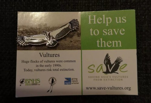 Special Picture * RSPB PIN BADGE BNHS SAVE ASIA/'S VULTURES VULTURE *