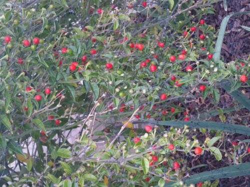 50+Seeds of Pequin  Piquin chili similar to Chiltepin Tepin  Pepper US Seller 
