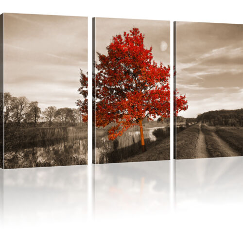 Bilder Roter Baum Wandbilder Landschaft Bild auf Leinwand Natur Kunstdruck