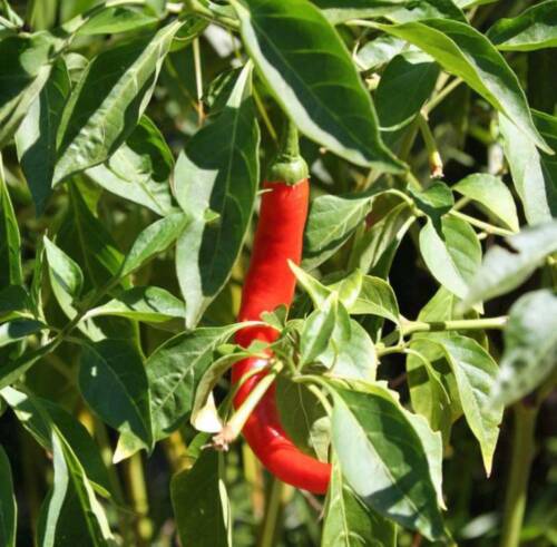 100+ SEEDS HEIRLOOM ORGANIC CHILLE HOT N RED NON GMO PEPPER SEED CAYENNE