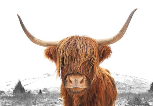 Highland Cow Scottish Horns Natural Landscape Modern Country Canvas Print A3