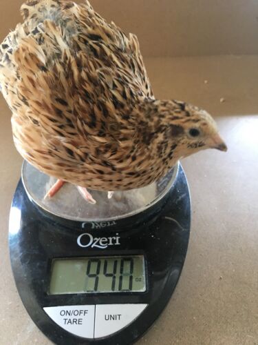 GOLD Coturnix Hatching Eggs By Myshire Golden Manchurian Includes Italian 50