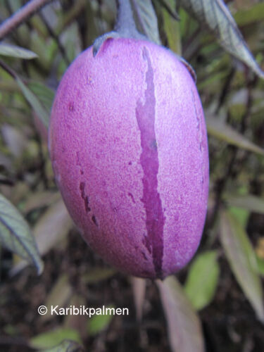 Melonenbirne Solanum murecatum 'Purple' Pflanze 20-40cm Früchte Pepino 