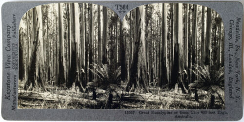 Eucalyptus Trees Keystone Stereoview of 400 Ft AUSTRALIA from 1930’s T600 Set