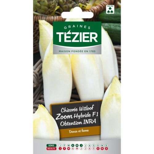 endive Zoom HF1 obtention INRA Chicorée Witloof Tezier 
