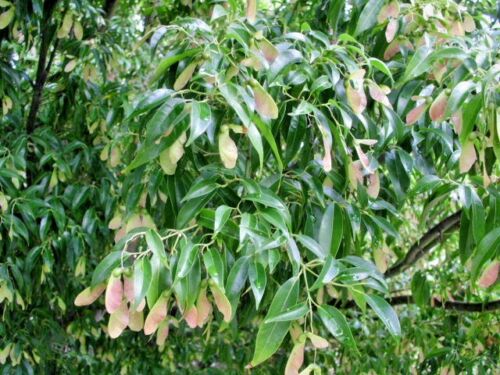 Acer fabri 20 FABERS MAPLE SEEDS