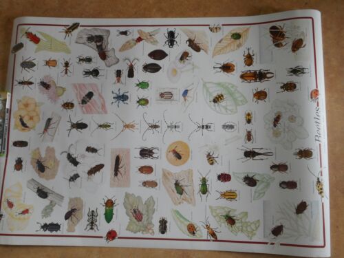 BEETLES POSTER//38/" x 247/"//FREE SHIPPING//beetle//insects//educational