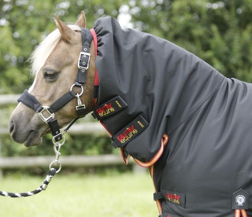 Premier cheval poney Titan Storm 450 G participation tapis
