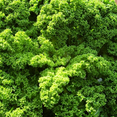 ..a Fashionable Superfood - DWARF GREEN CURLED 8,000 Seeds KALE BORECOLE