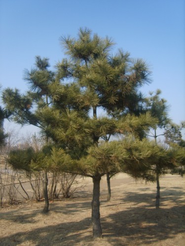 Pinus Thunbergii 10 Seeds * Japanese Black Pine Rare Bonsai Tree
