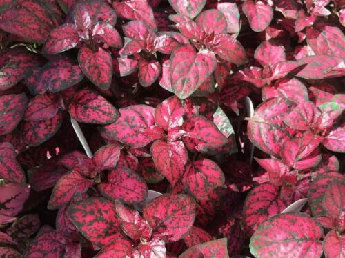 > Polka Dot Confetti Red - 15 Seeds > Great Foliage Hypoestes Phyllostachya 