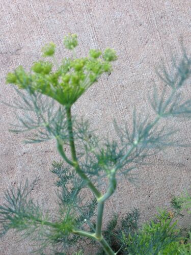 50 Delicious And Beautiful Seeds Organically Grown Heirloom Dill Seed