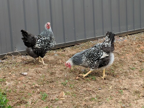 24 Fertile Silver Laced Wyandottes Hatching Eggs NPIP Free Shipping