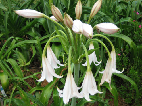 African Queen NEW Crinum Lily blooming-size bulb jumbo