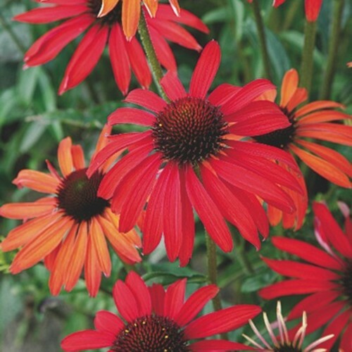 Sonnenhut Echinacea purpurea HOT SUMMER 1x Pflanzfertige Garten Staude TOP Bewer