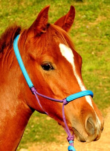 Padded rope halter for MINI// FOAL or pony Purple and AQUA blue CUTE!!!!