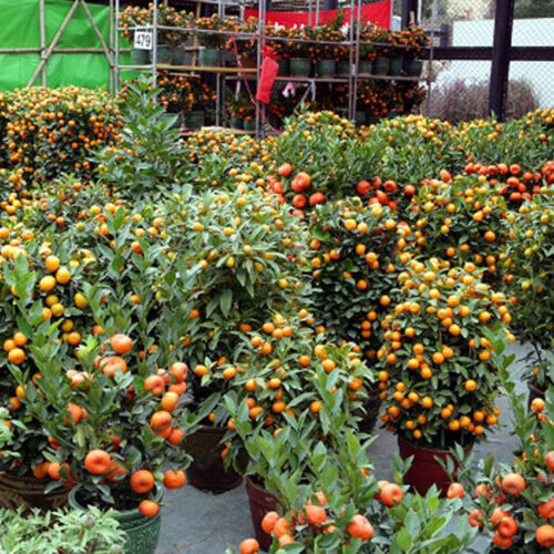 20 seeds Balcony Patio Potted Fruit Trees Planted Seeds Kumquat Orange Tangerine 