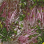 Everwilde Farms Mylar Seed Packet 500 Red Arrow Sprouting Radish Seeds