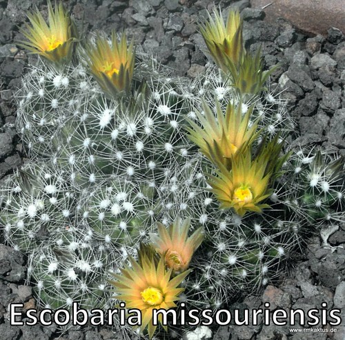 Inverno duro CACTUS 6 pezzi SFERA CACTUS PIANTA CACTUS CACTUS