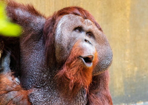 Orangutan Monkey Landscape Greeting Card