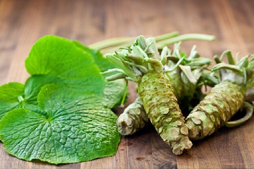 Eutrema japonicum seeds Wasabia japonica 50 Graines de Wasabi