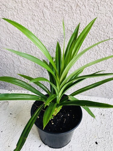 2 Cây Lá Dứa 2 X PANDAN LEAF PLANTS